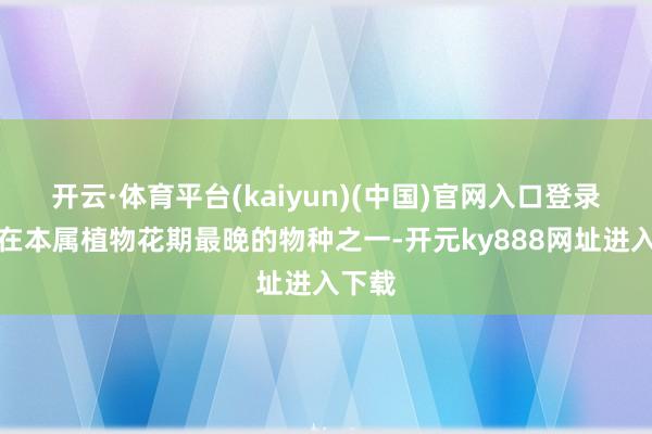 开云·体育平台(kaiyun)(中国)官网入口登录是现在本属植物花期最晚的物种之一-开元ky888网址进入下载